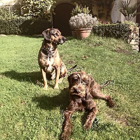 Castello Schloss Lichtengraben 팜스테이