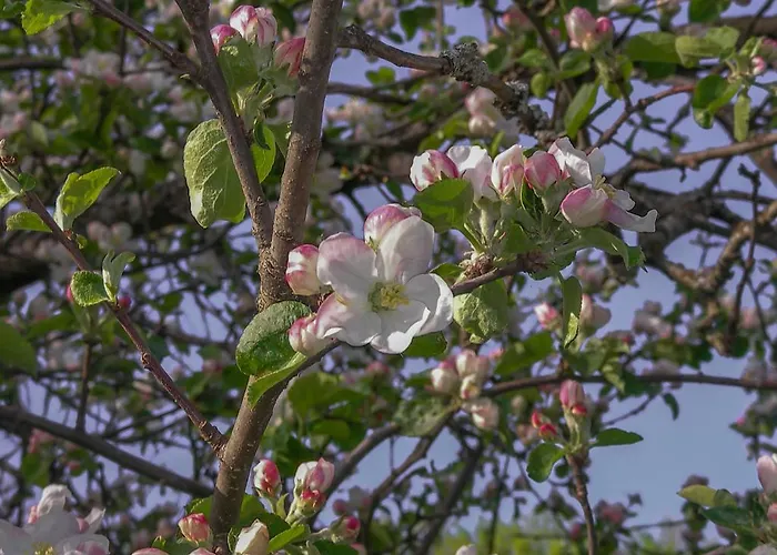 Castello Schloss Lichtengraben Farma