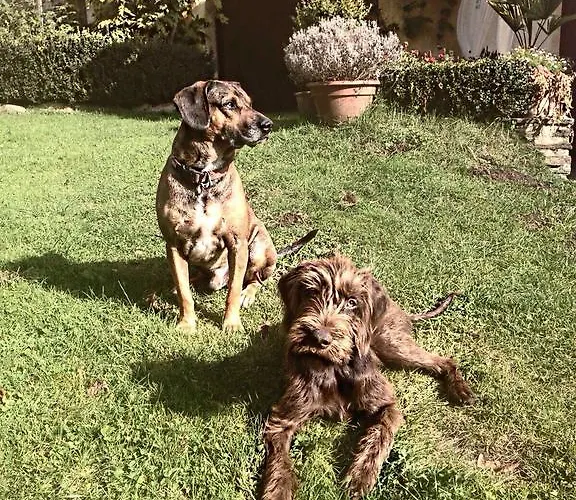 Castello Schloss Lichtengraben Farma